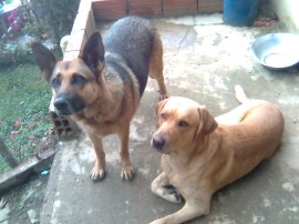 Lazzy